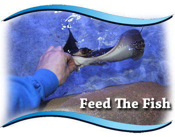 person feeding a sting ray some food