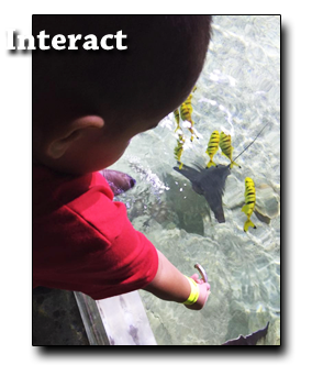 kid feeding some guppies