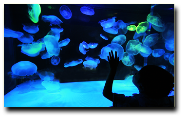 jellies