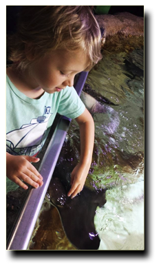 girl petting sea creature