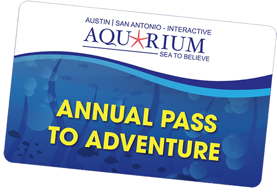 Austin Aquarium SHARK CAMP